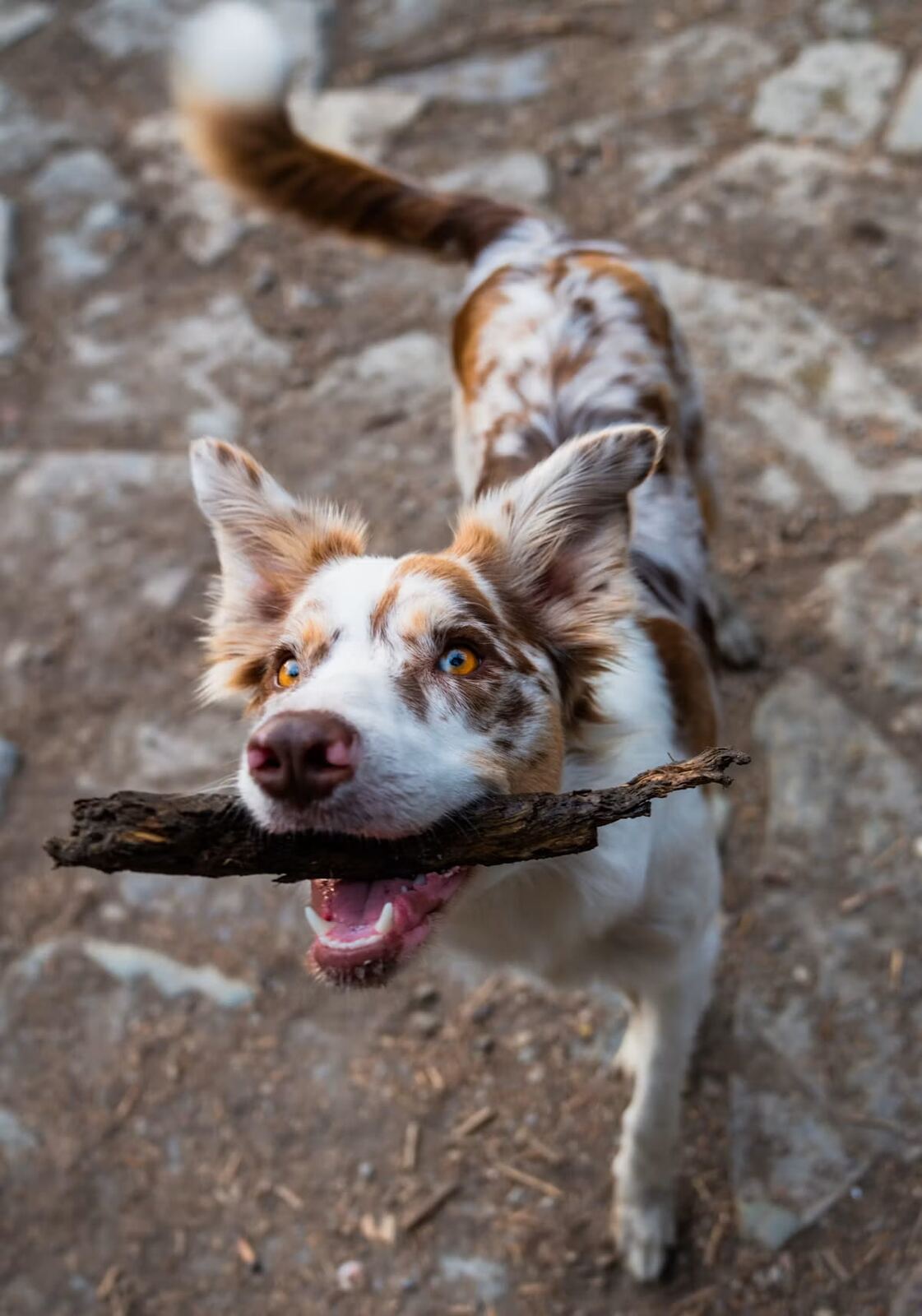 An Australian Shepherd carrying a stick outdoors