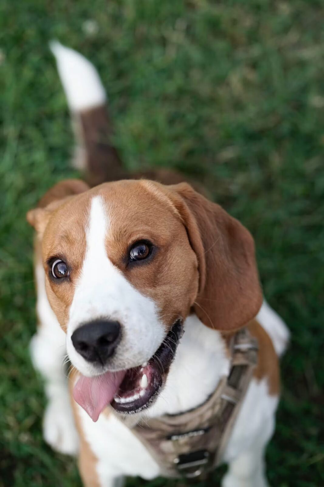 A close-up of a happy Beagle with its tongue out on the grass