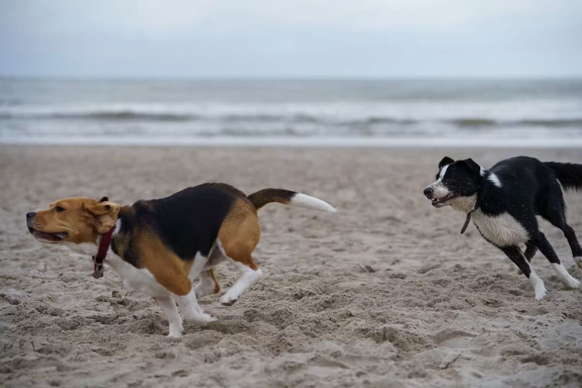 A Beagle and a Collie running along a beach