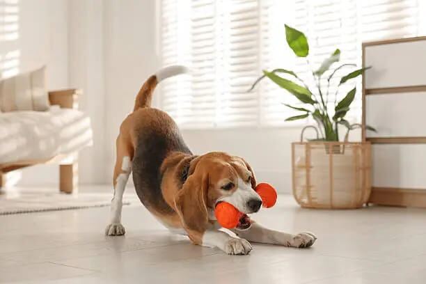 A Beagle stretching into a play bow with an orange toy
