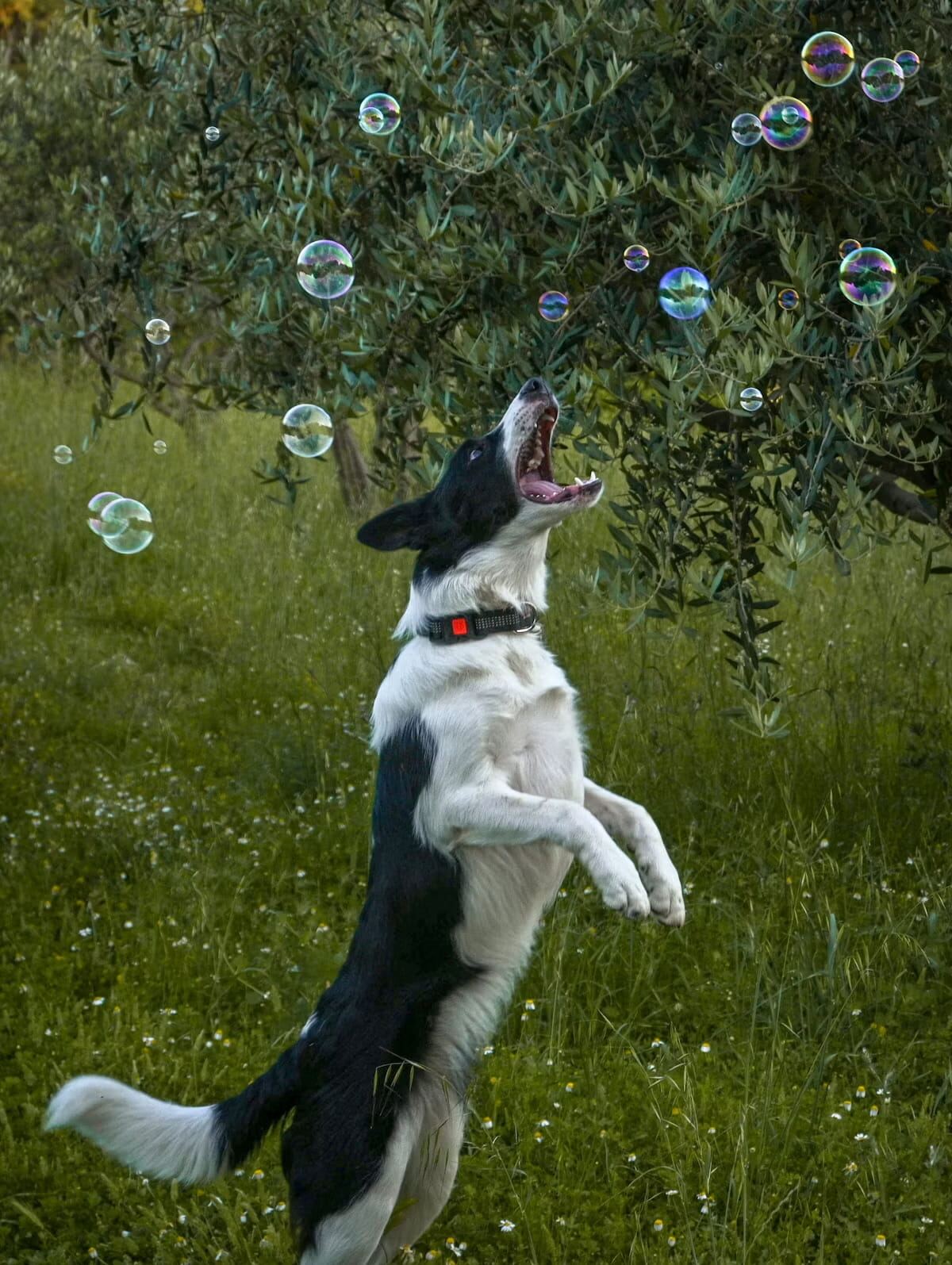 A Border Collie jumping playfully to catch bubbles