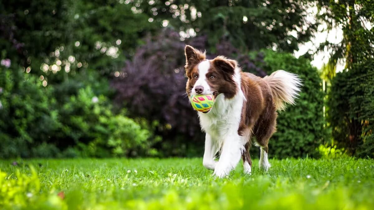 A Border Collie carrying a colorful ball across the grass