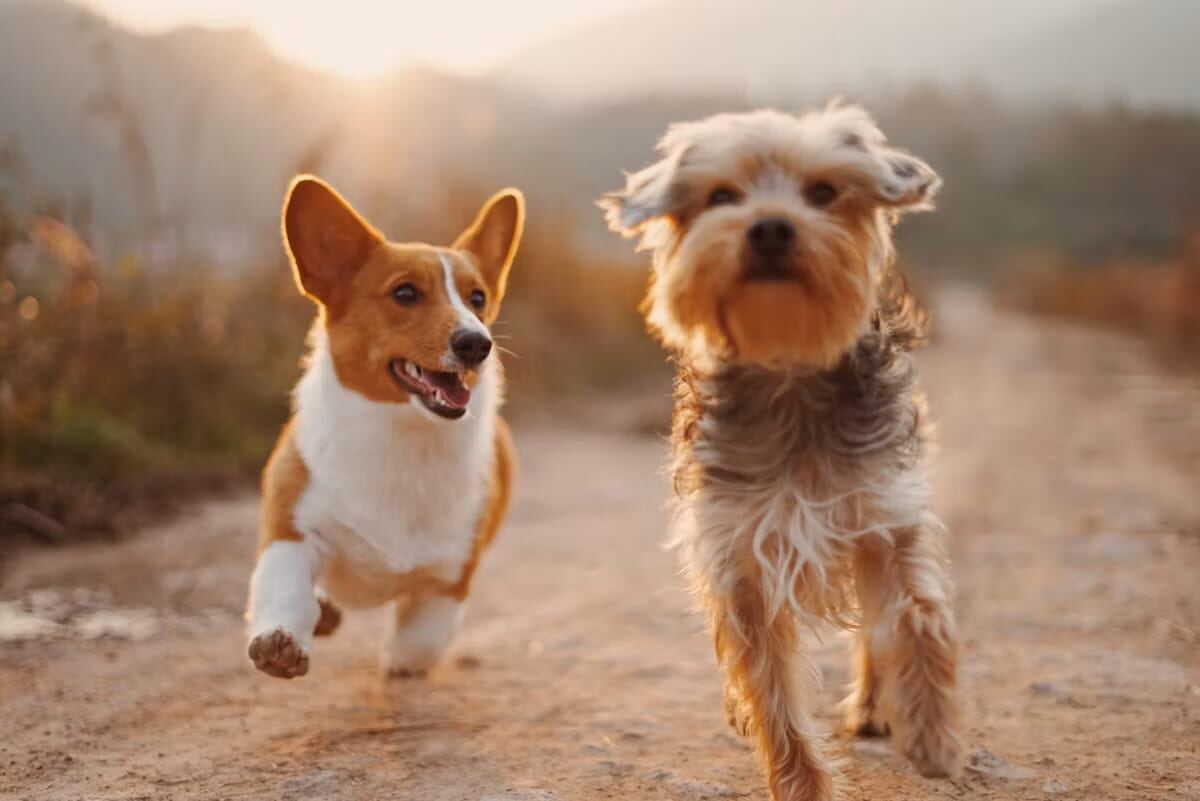 A Corgi and a terrier running along a dirt road