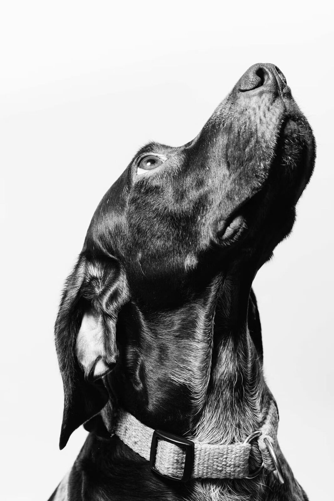 A black and white portrait of a calm senior Dachshund