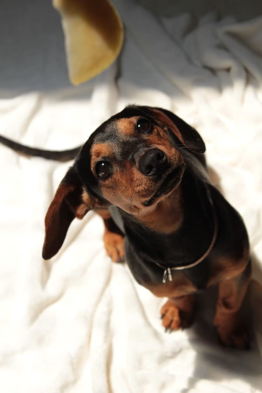 A Dachshund lifting a paw in a studio setting