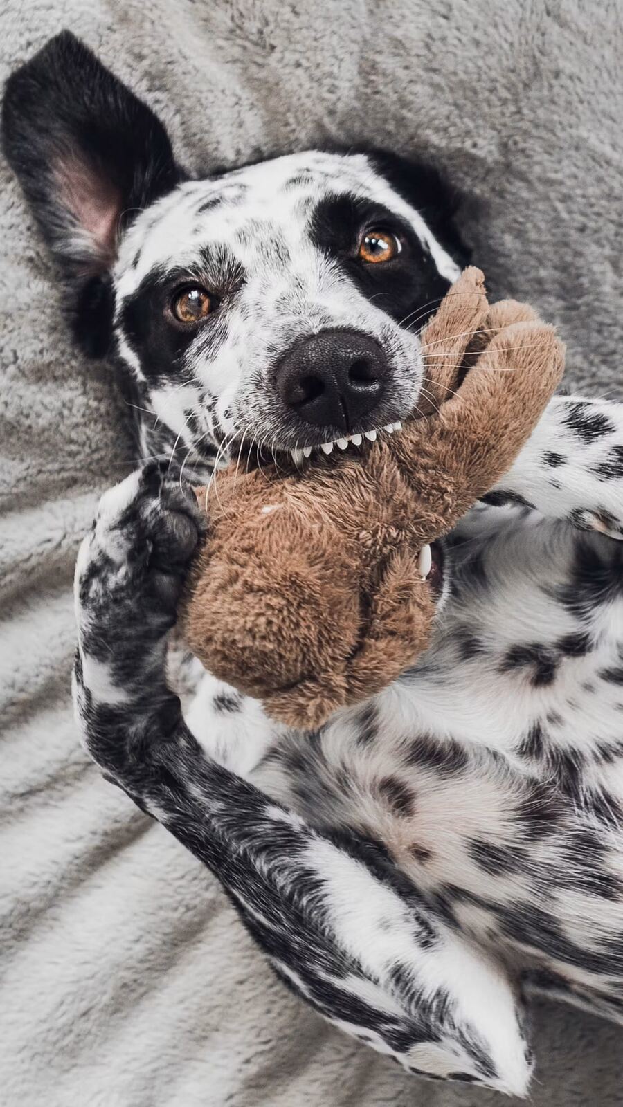 A Dalmatian chewing on a toy