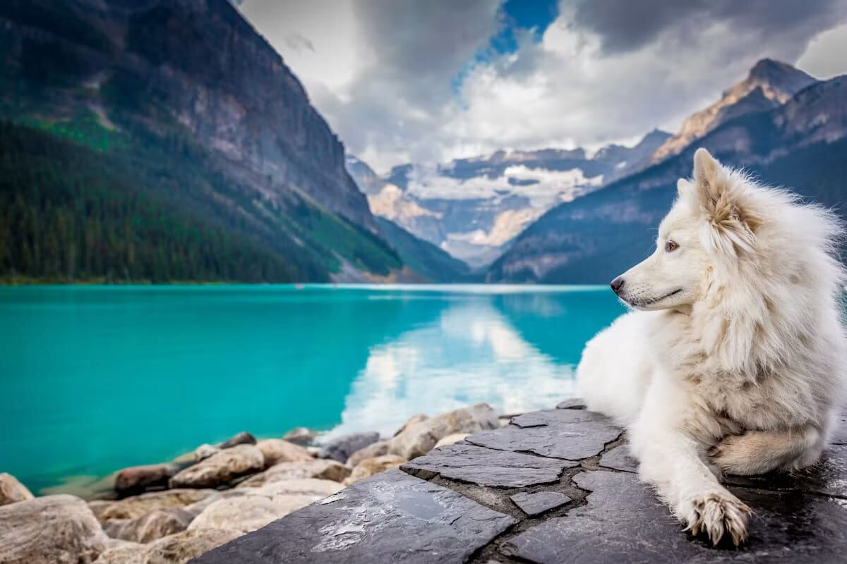 A dog looking out over a mountain lake