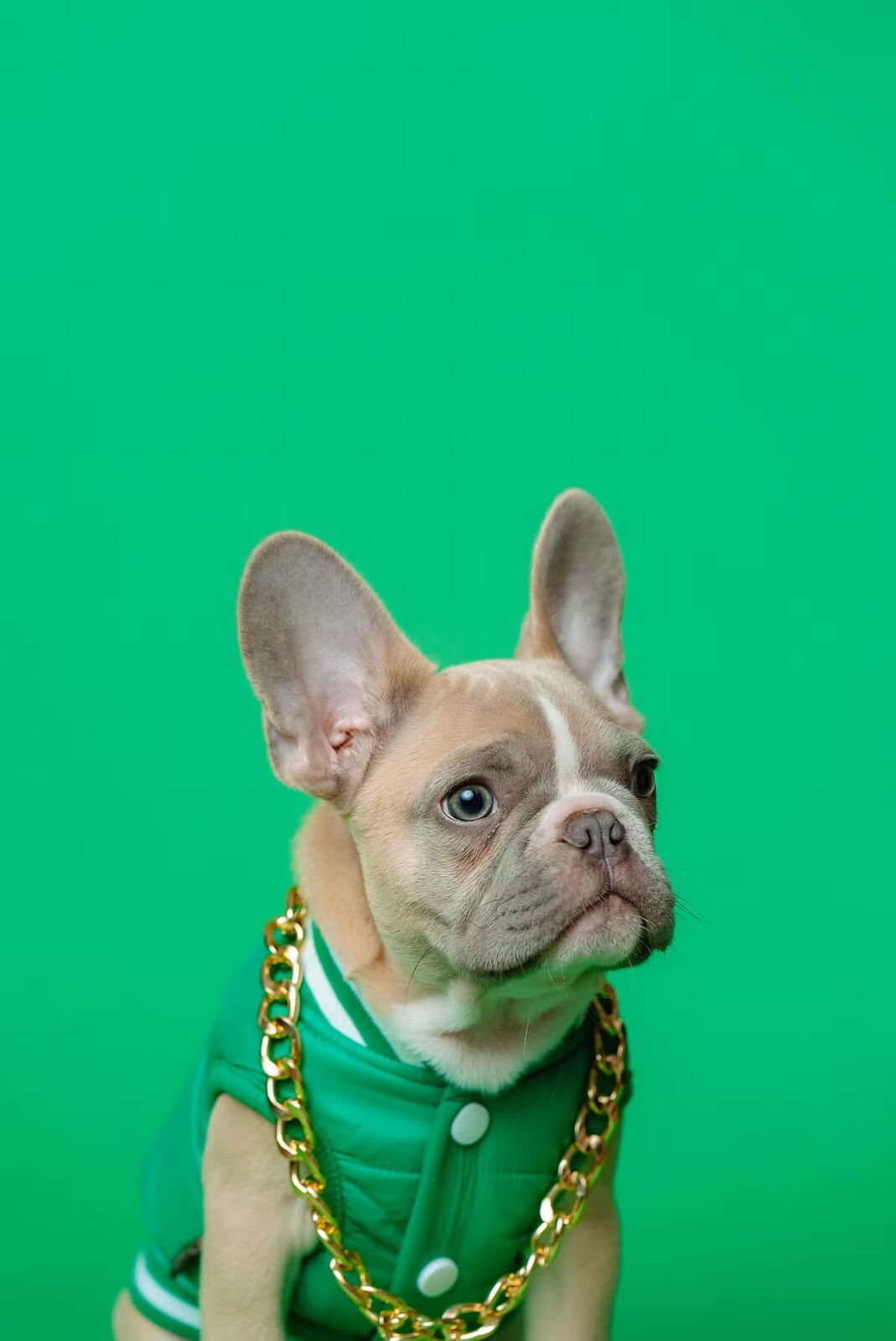 A French Bulldog against a green studio background