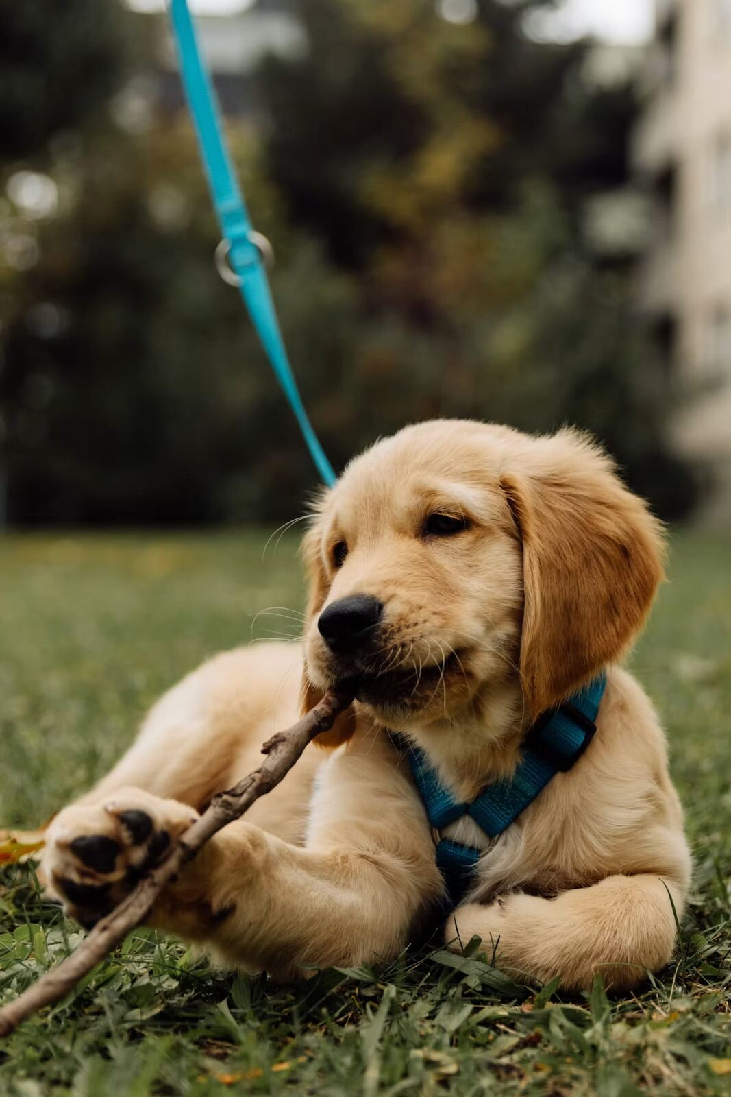 A Golden Retriever puppy in a harness chewing a stick