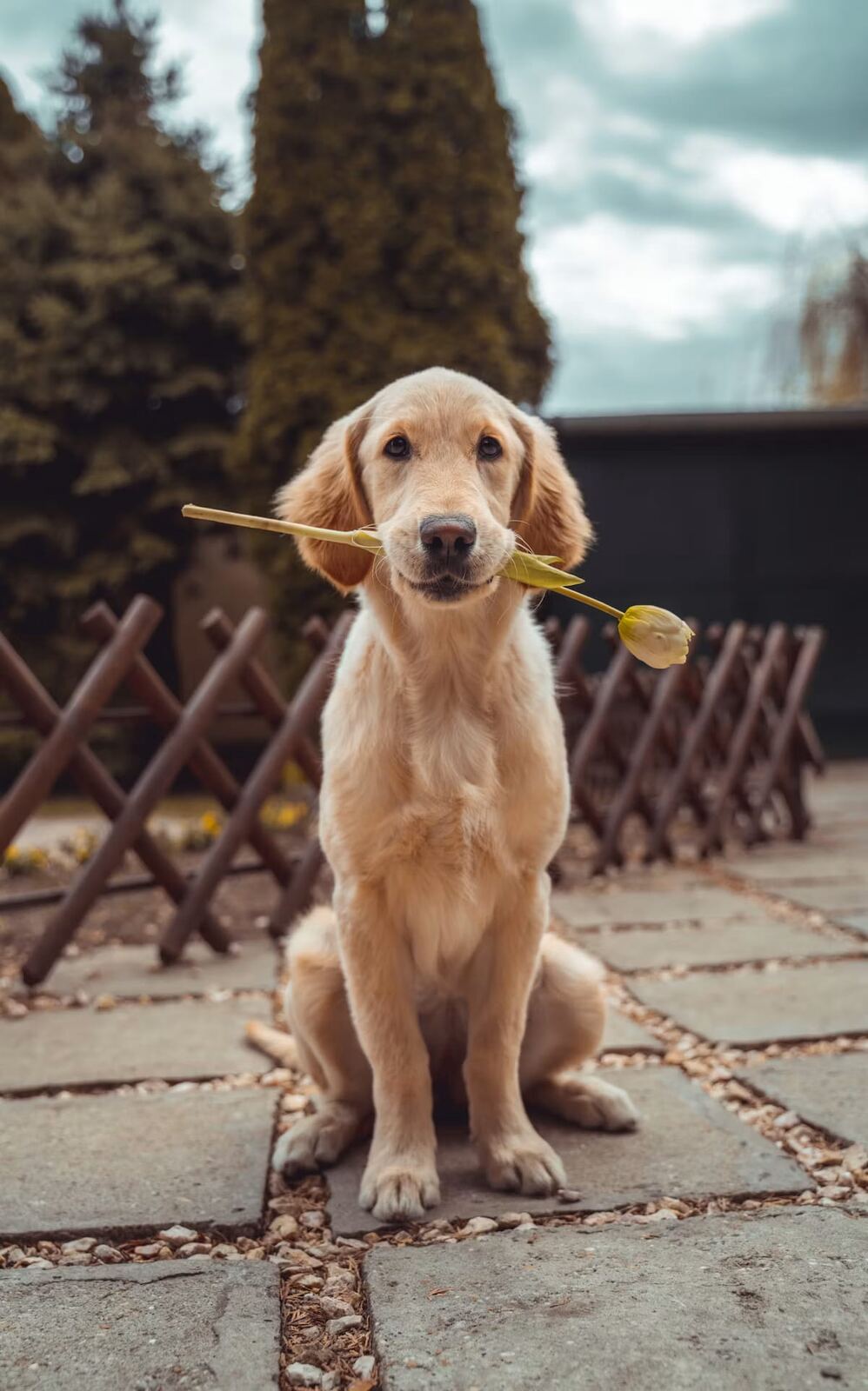 A Golden Retriever puppy sitting among tulips