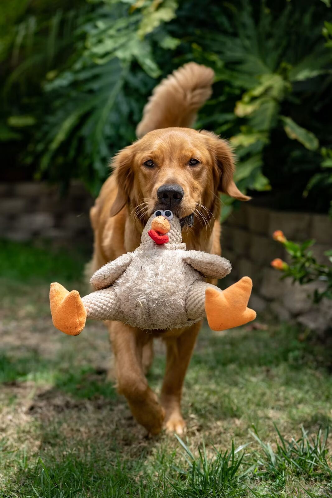 A Golden Retriever carrying a plush toy