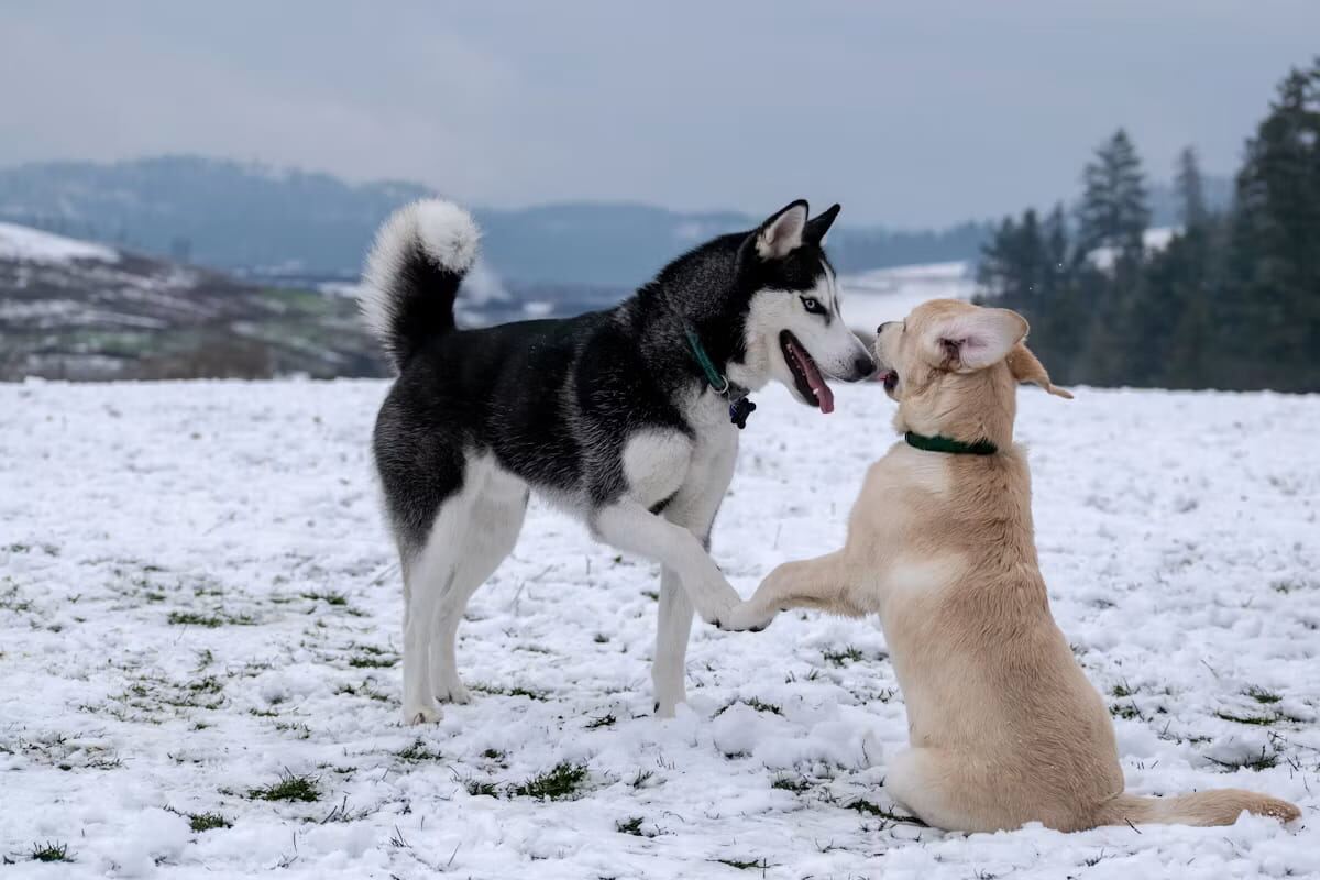 A Husky and a Golden Retriever puppy touching paws in the snow
