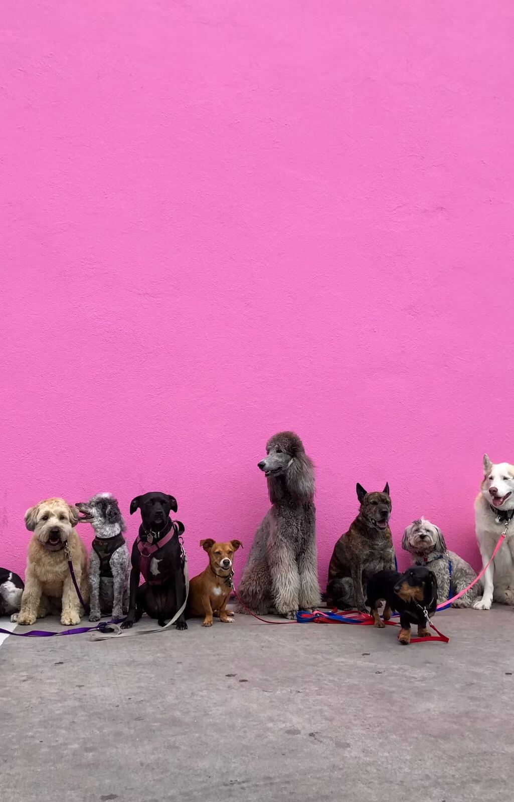 Several dogs lined up together against a pink wall
