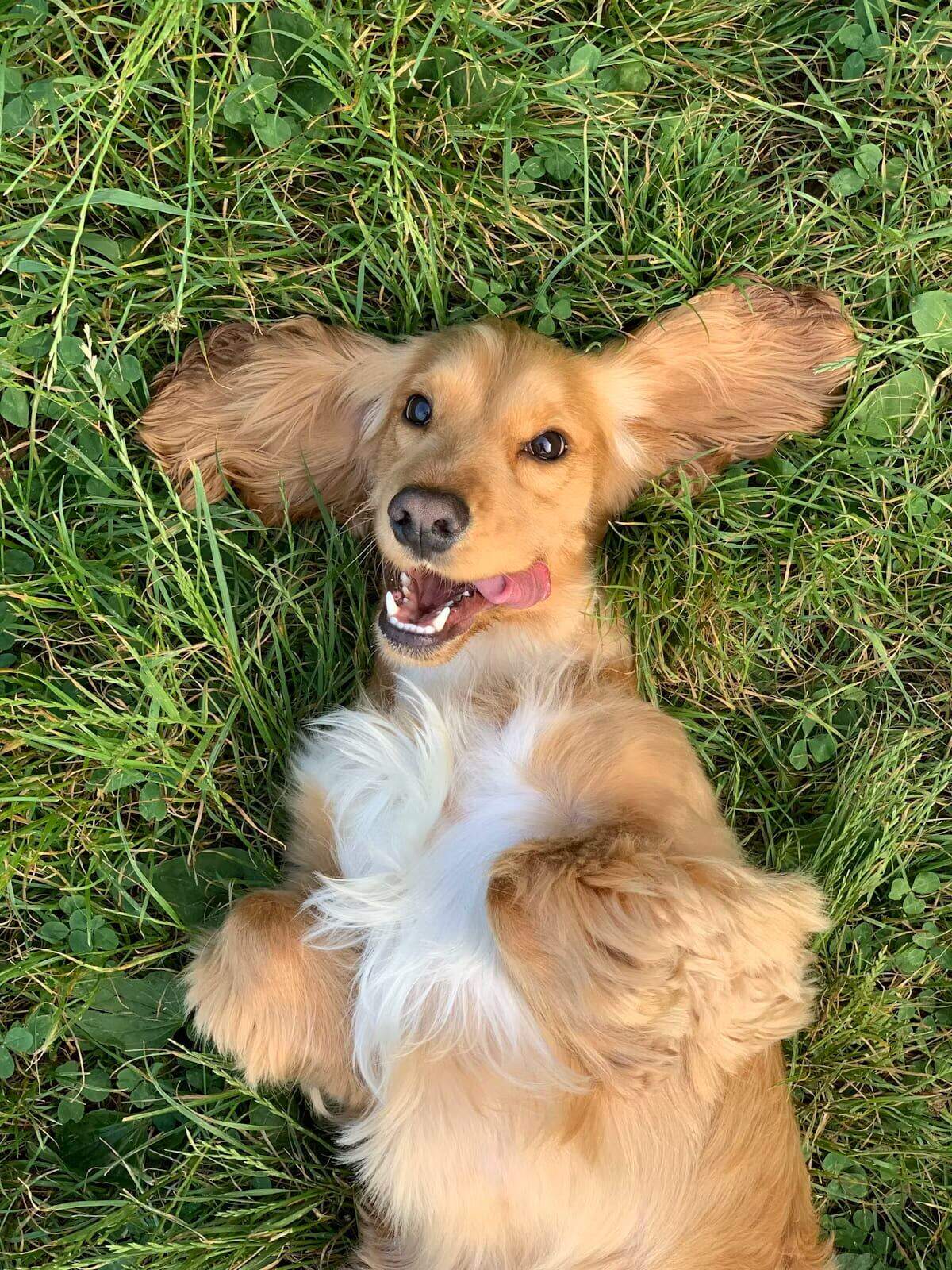 A relaxed puppy lying belly-up on the grass