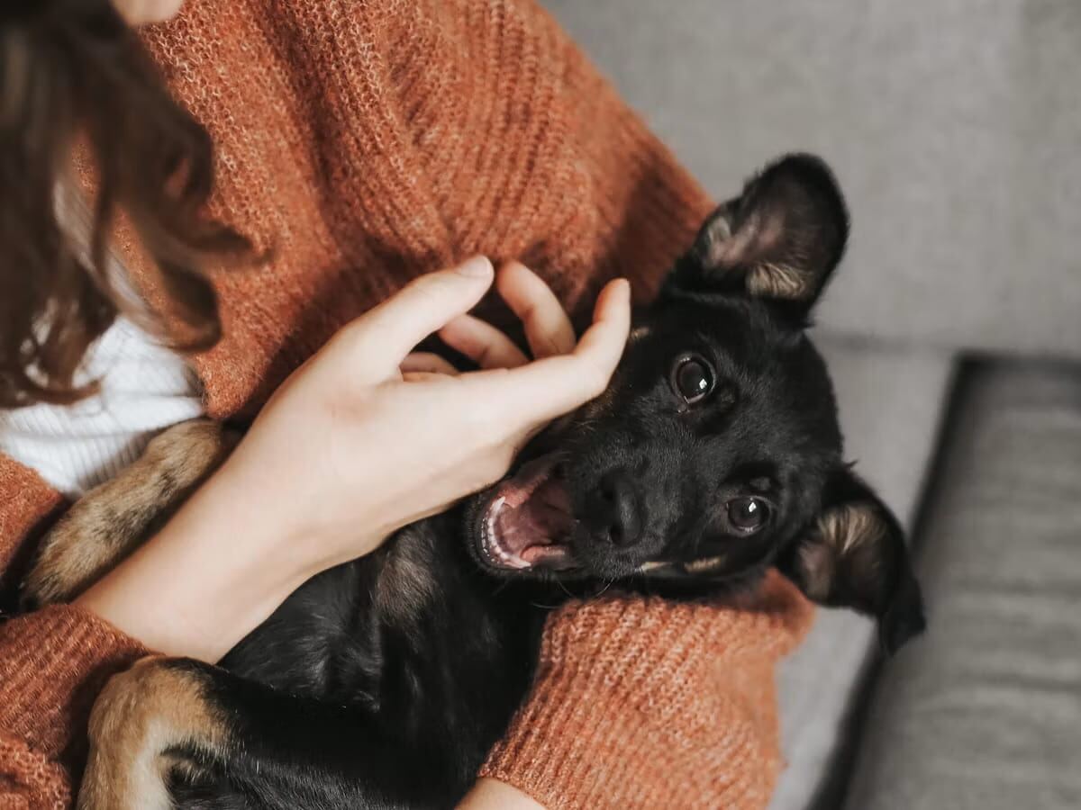 A puppy gently mouthing a person's hand