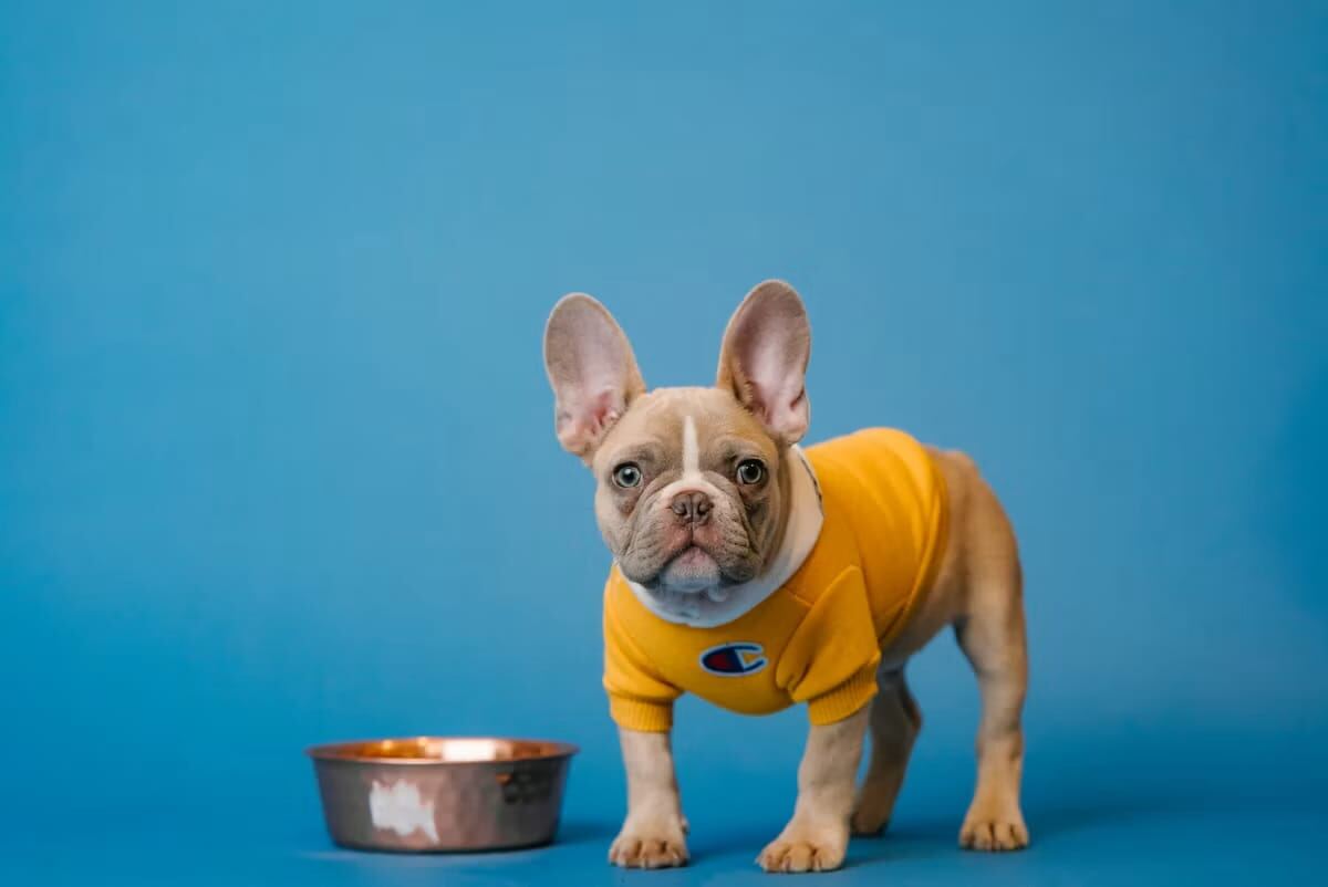 A puppy next to a blue feeding bowl