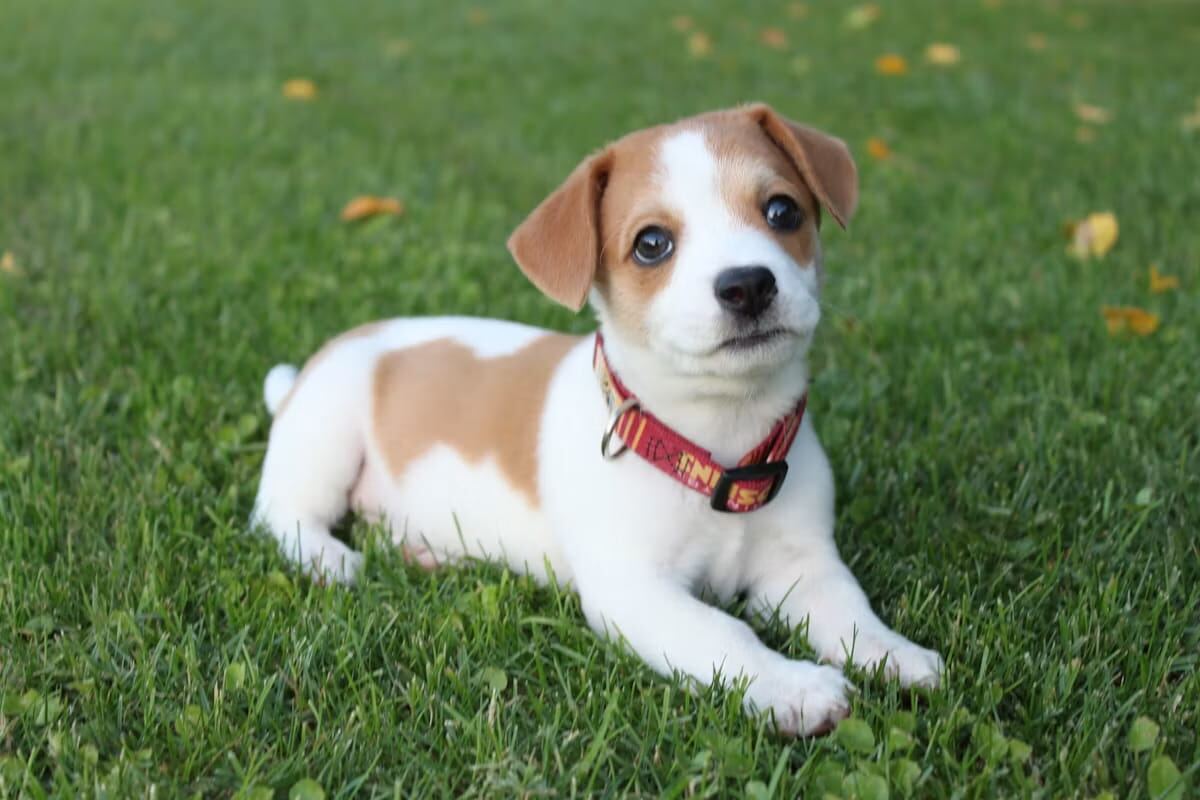 A Jack Russell puppy exploring the grass