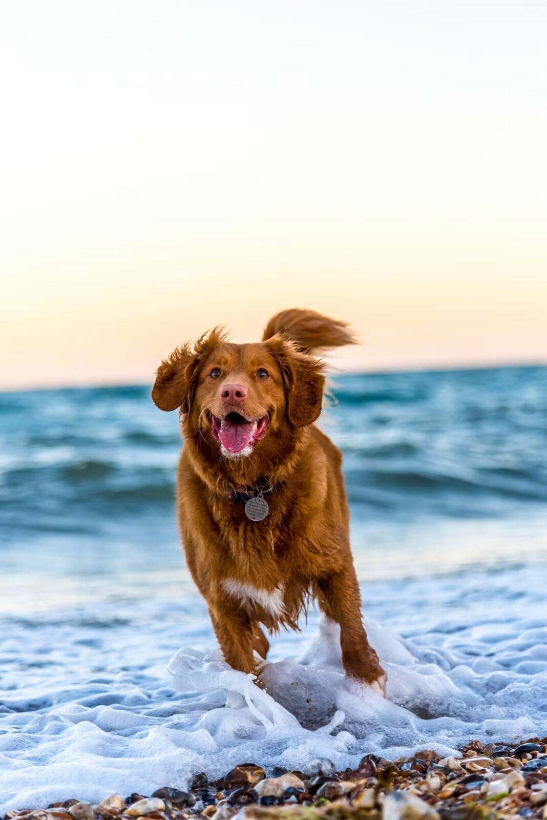 A retriever splashing through water at the beach