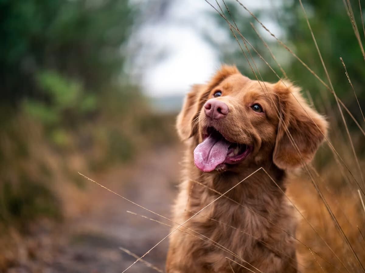 A retriever with its tongue out in a forest setting