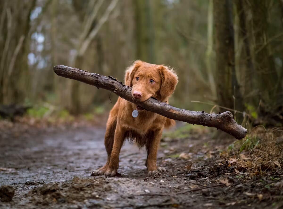 A retriever carrying a stick in a forest