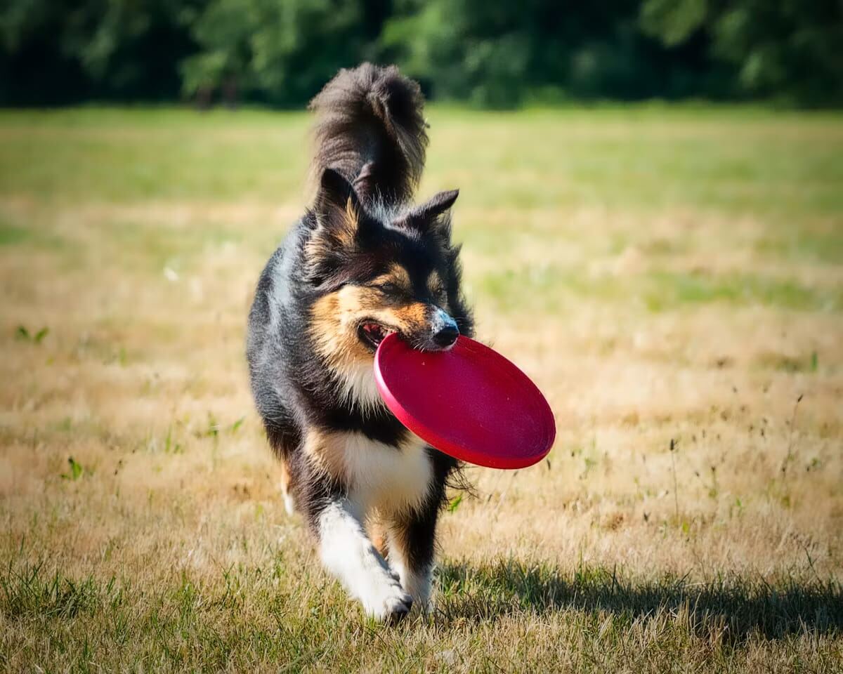 A Shetland Sheepdog carrying a red frisbee across a field