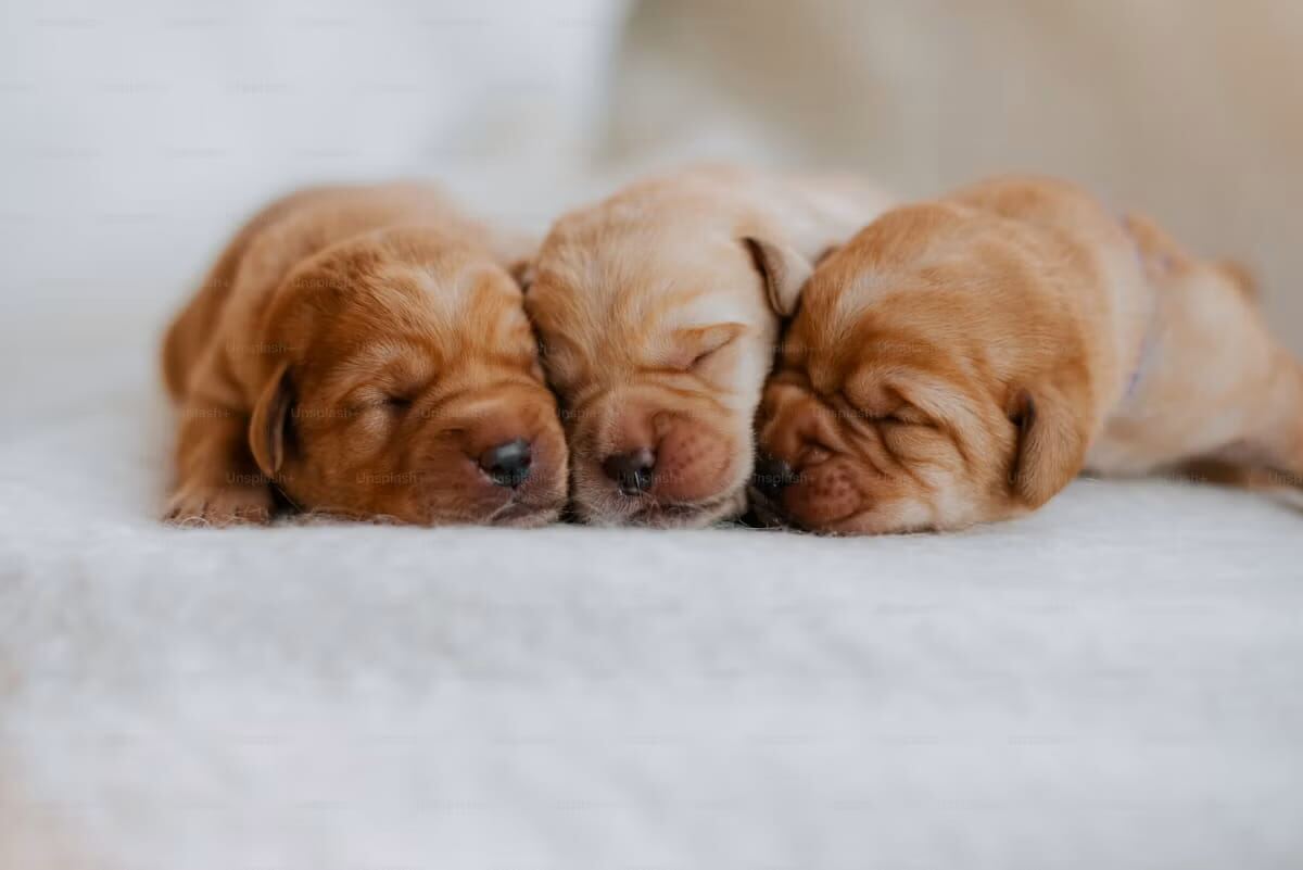 Three puppies sleeping together
