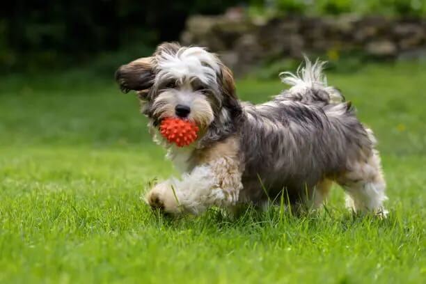A shaggy small dog carrying a red textured ball