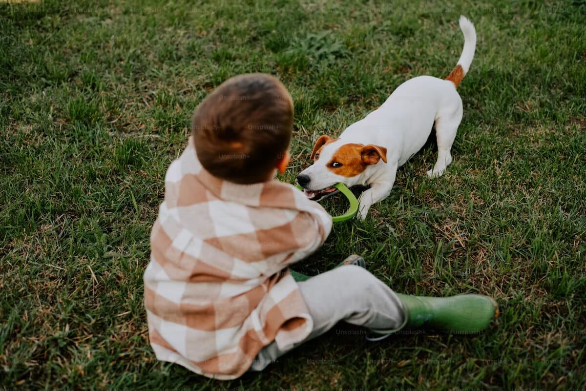 A toddler playing with a Jack Russell Terrier on a leash