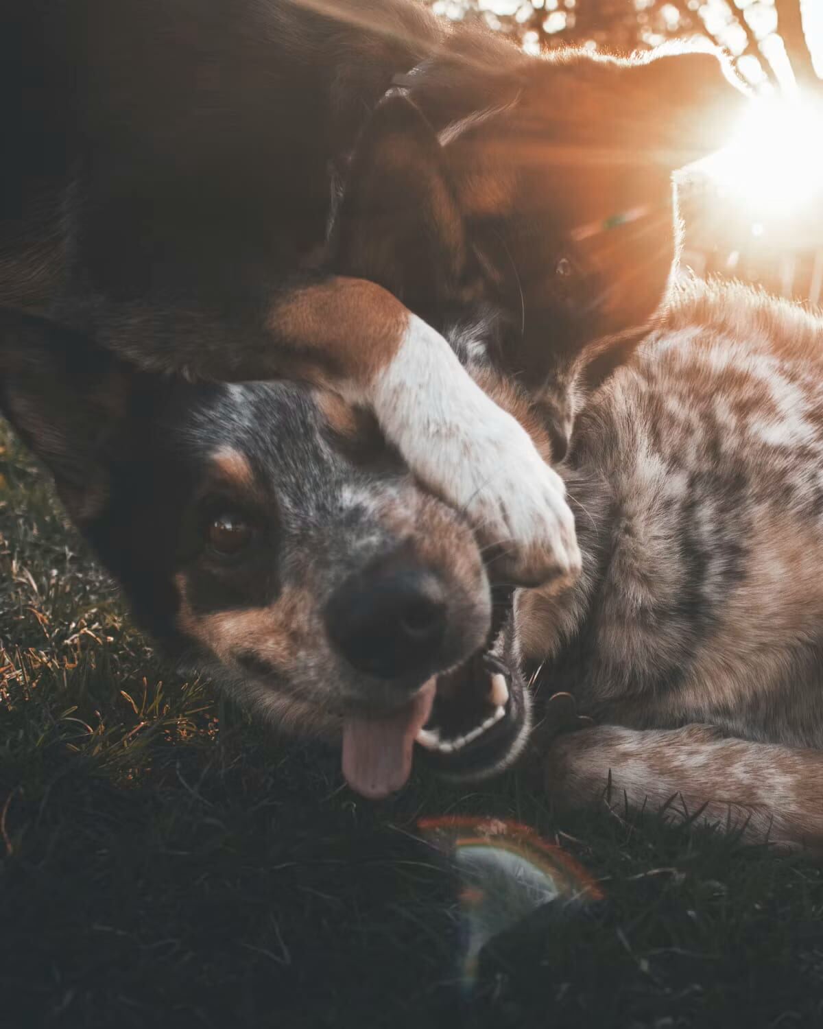 Two dogs playing closely together at sunset
