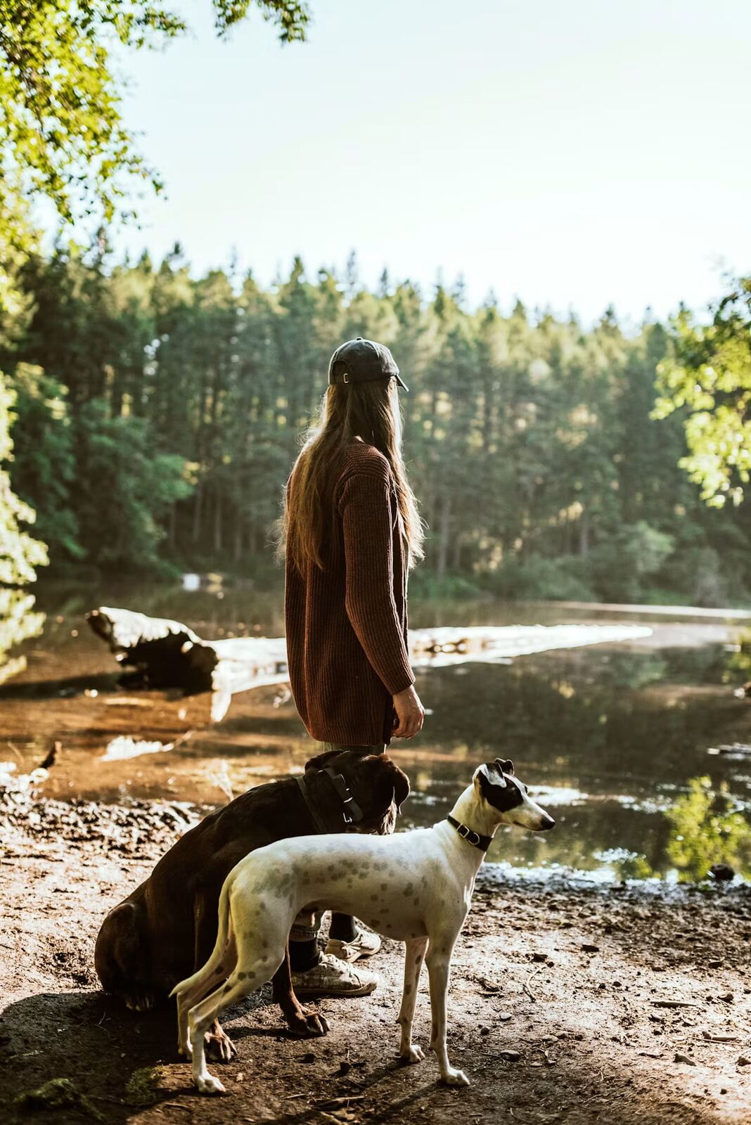 Two dogs with their owner by a lake