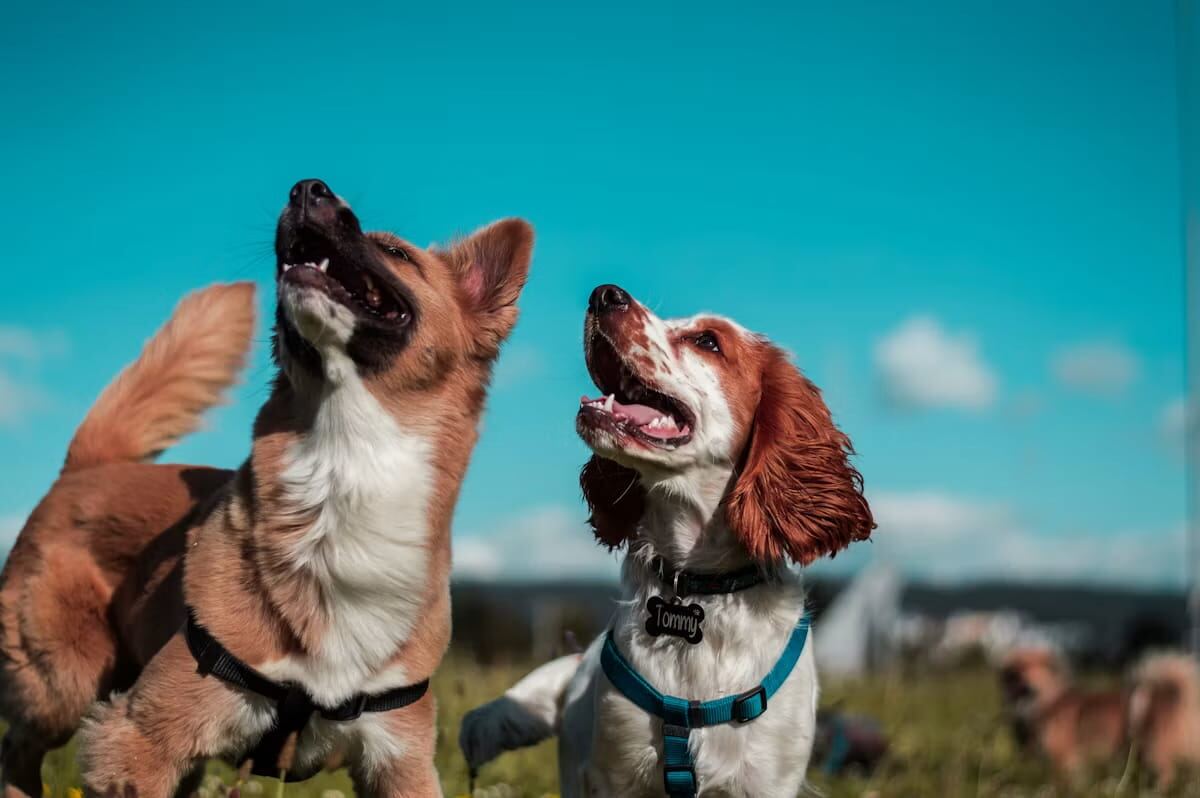 Two attentive dogs looking upward together